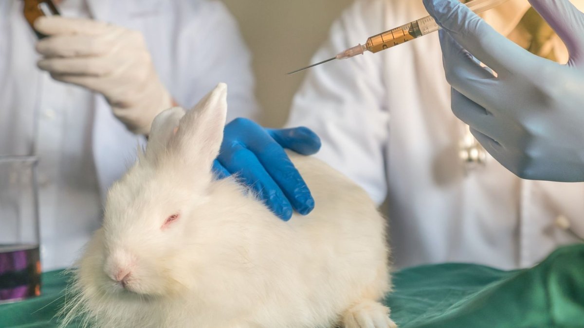 Картинки на рабочий стол кролики