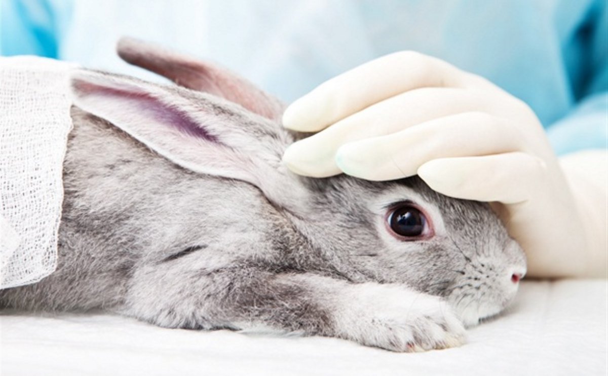 Опыты на лабораторных животных