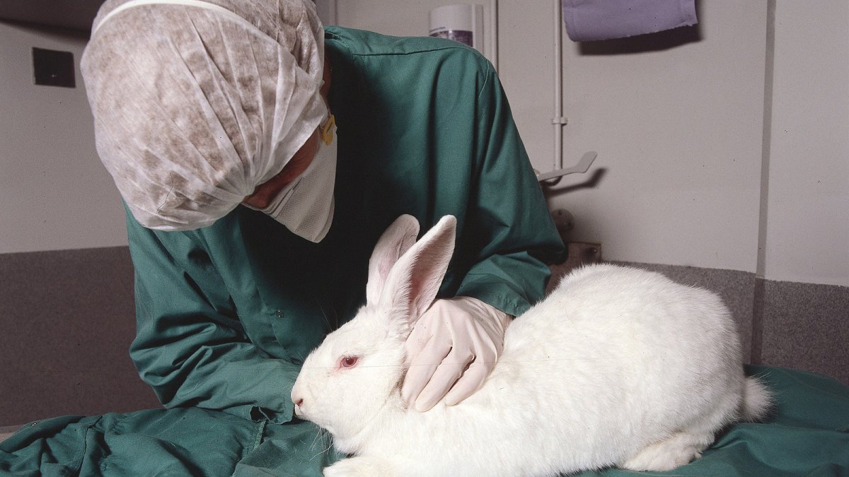 Лабораторные животные кролики