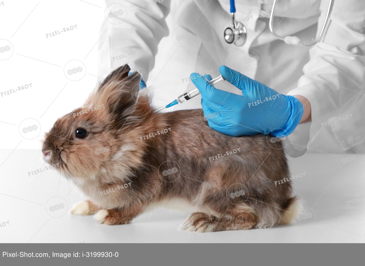 Влюбленные кролики