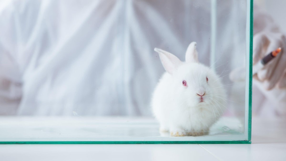 Заражение лабораторных животных