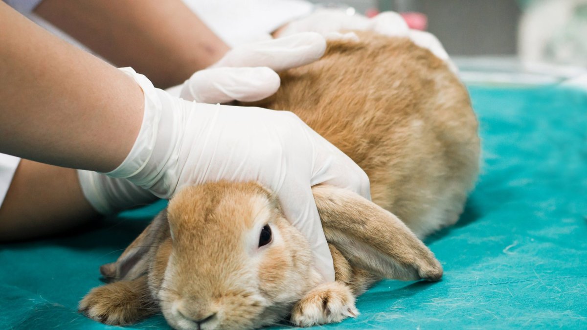 Подопытный кролик прикол