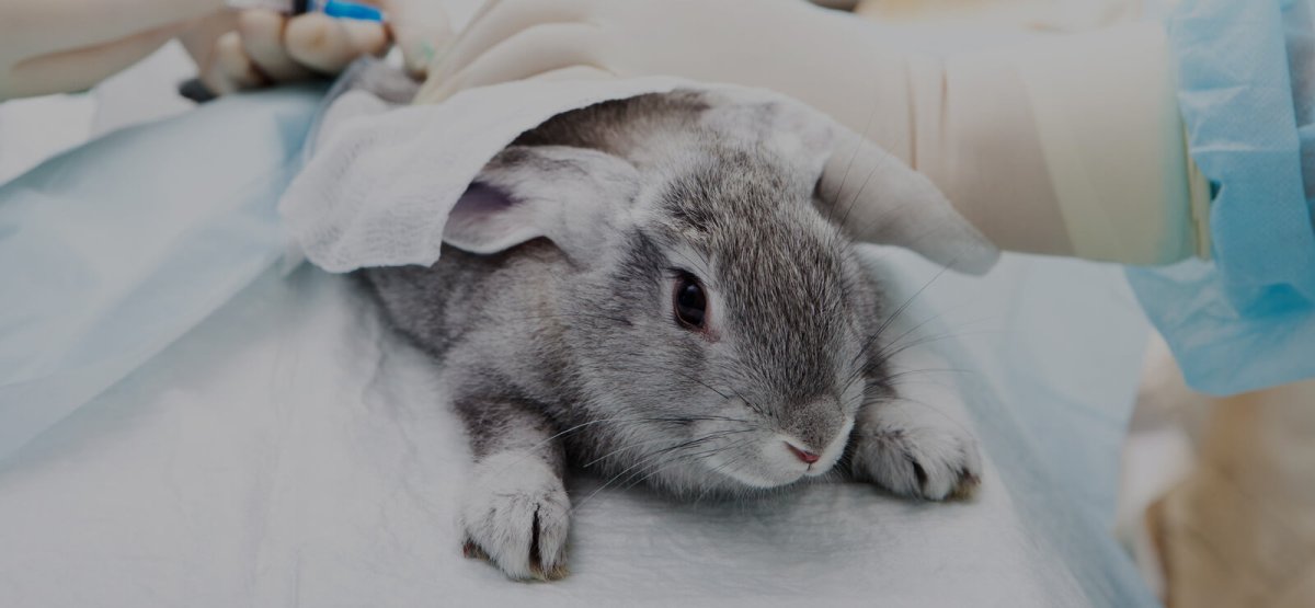 Милый зайчик