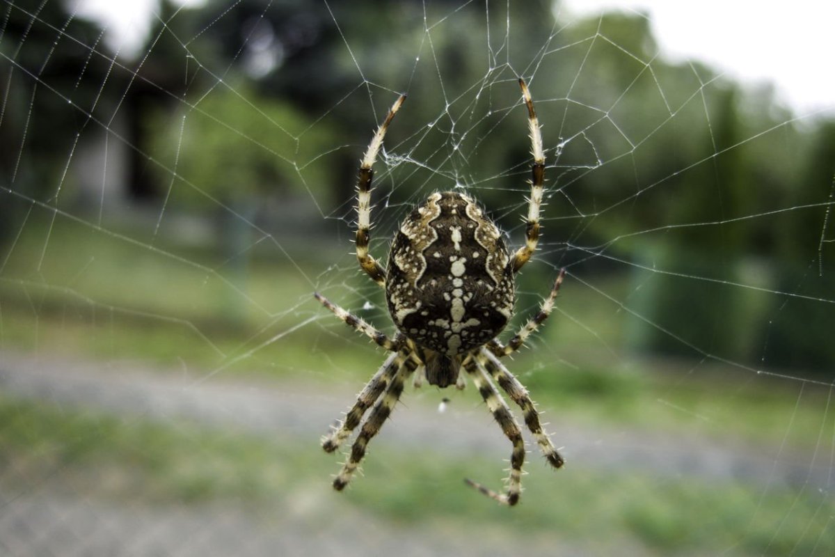 Паука образная