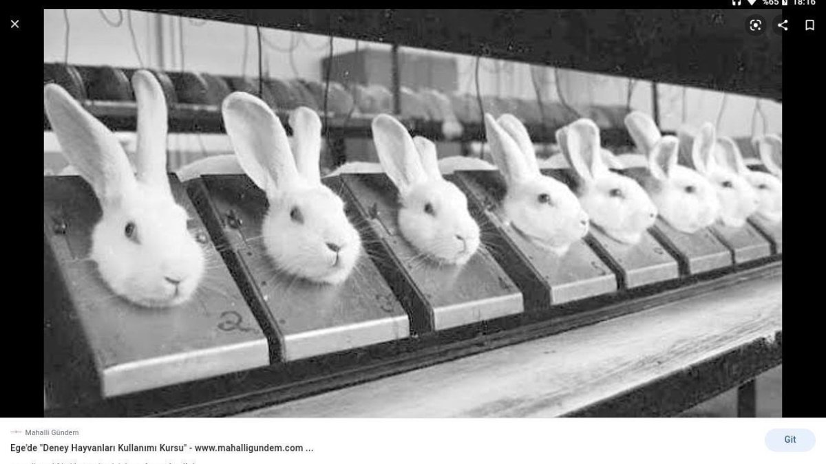 Косметику тестируют на кроликах