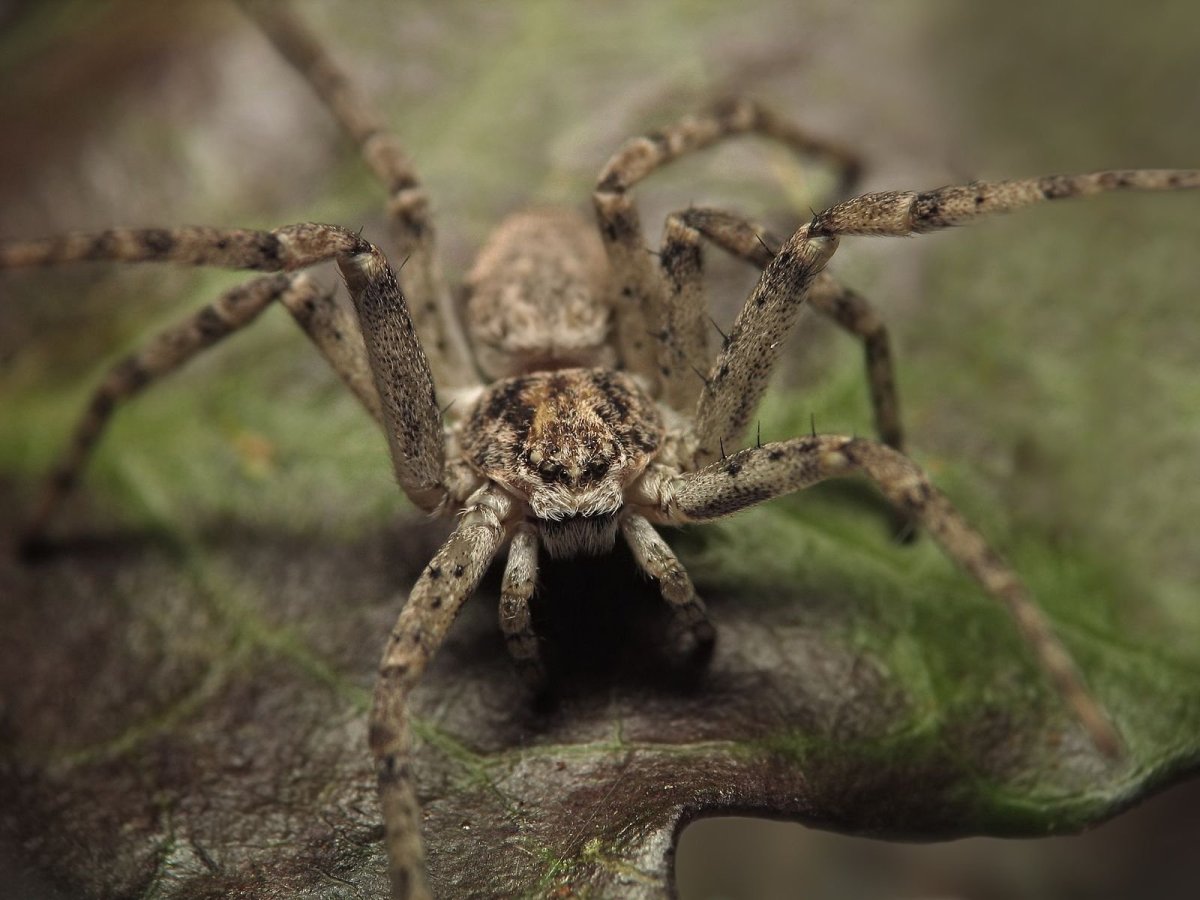 Araneus diadematus - крестовик