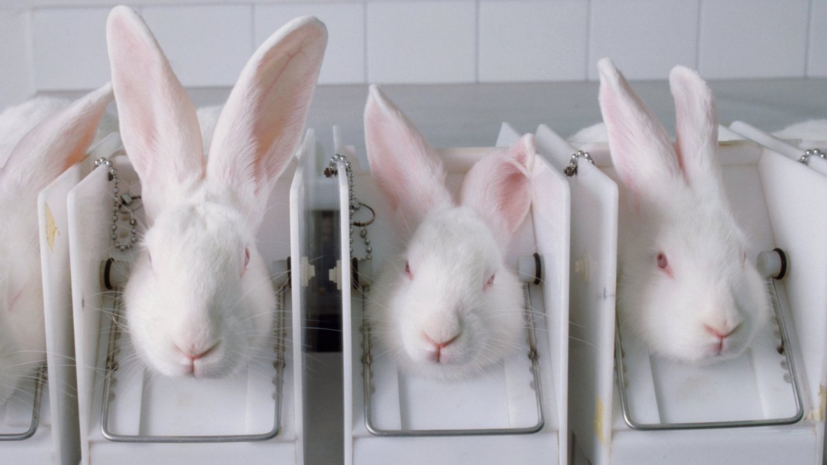 Лабораторные животные кролики