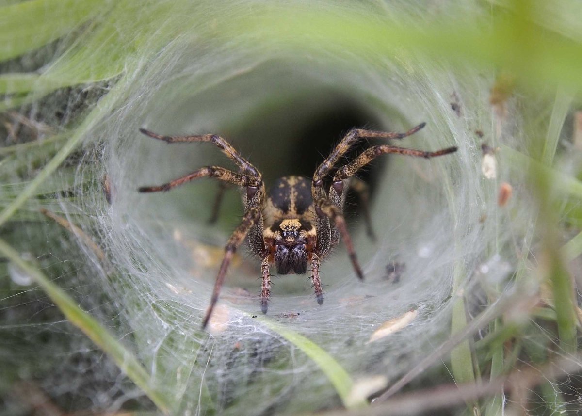 Цератогирус маршали