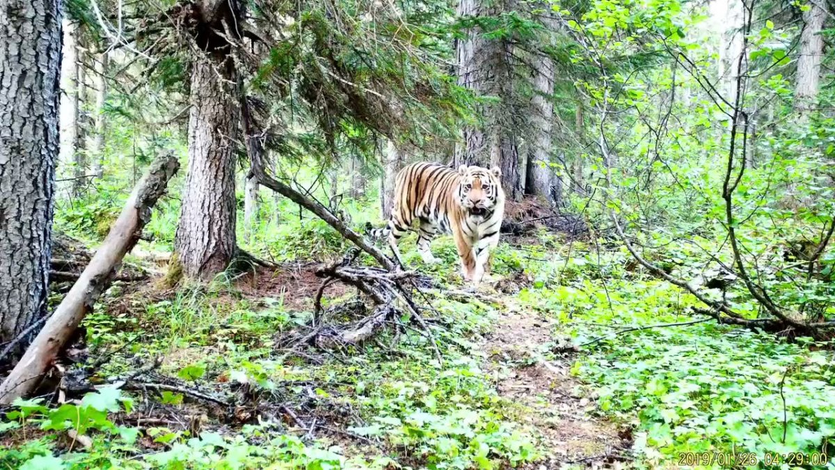 Тарантул в Астрахани