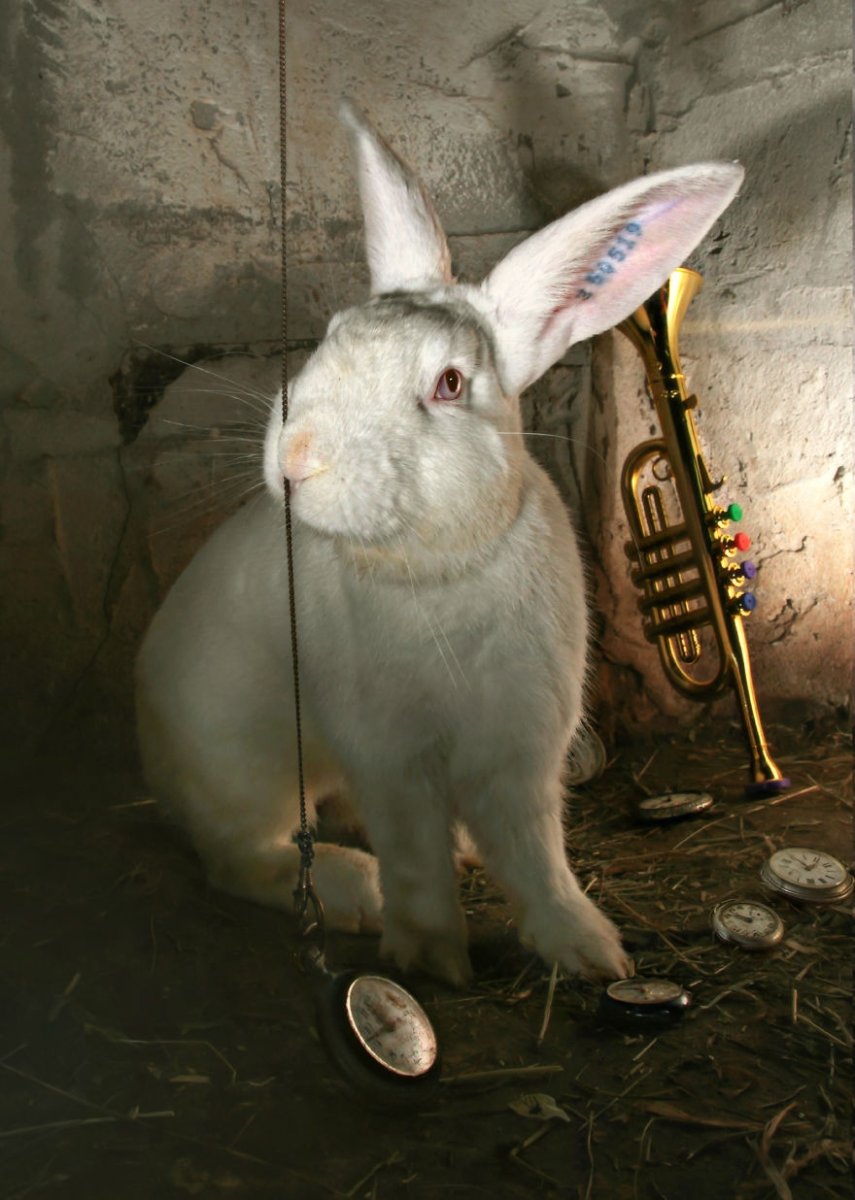 Кролик альбинос