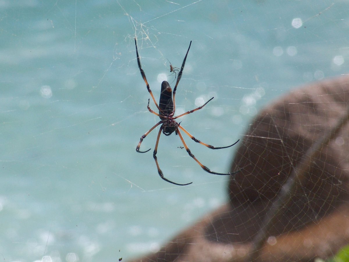 Паук Арахнид
