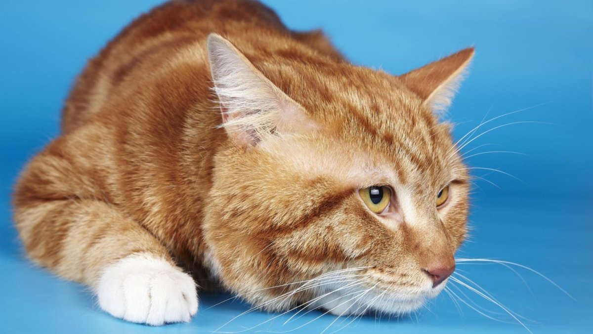 Оранжевая кошка