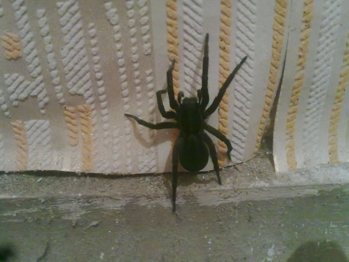 Испуганный паук