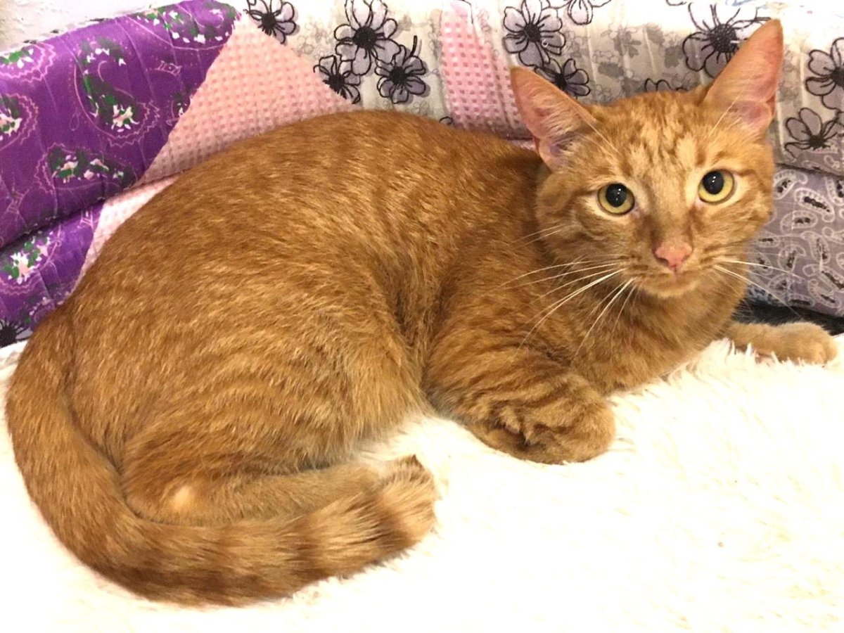 Tabby Cat рыжий