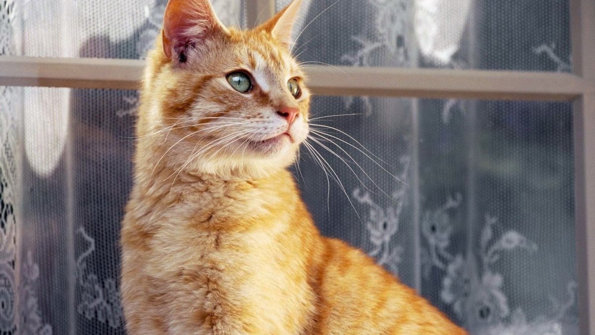 Рыжий котик в траве