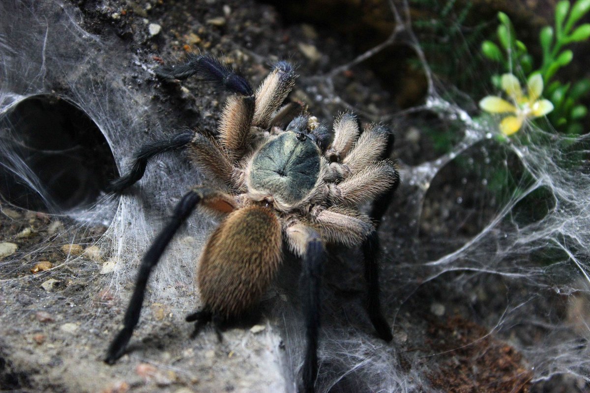 Каракурт, Тарантул Крестоносец