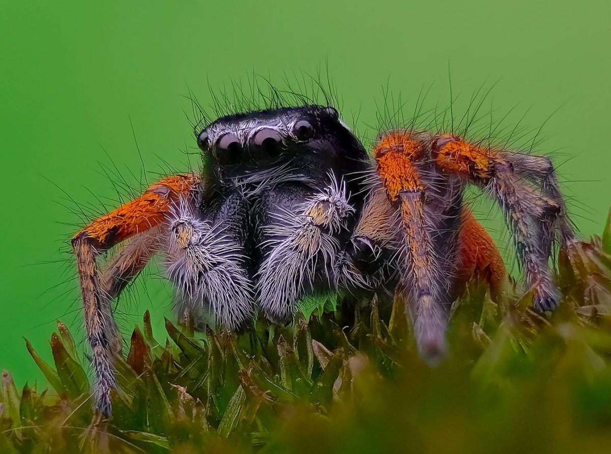 Лесной паук крестовик