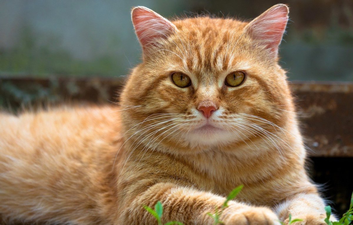 Мордочка рыжего кота