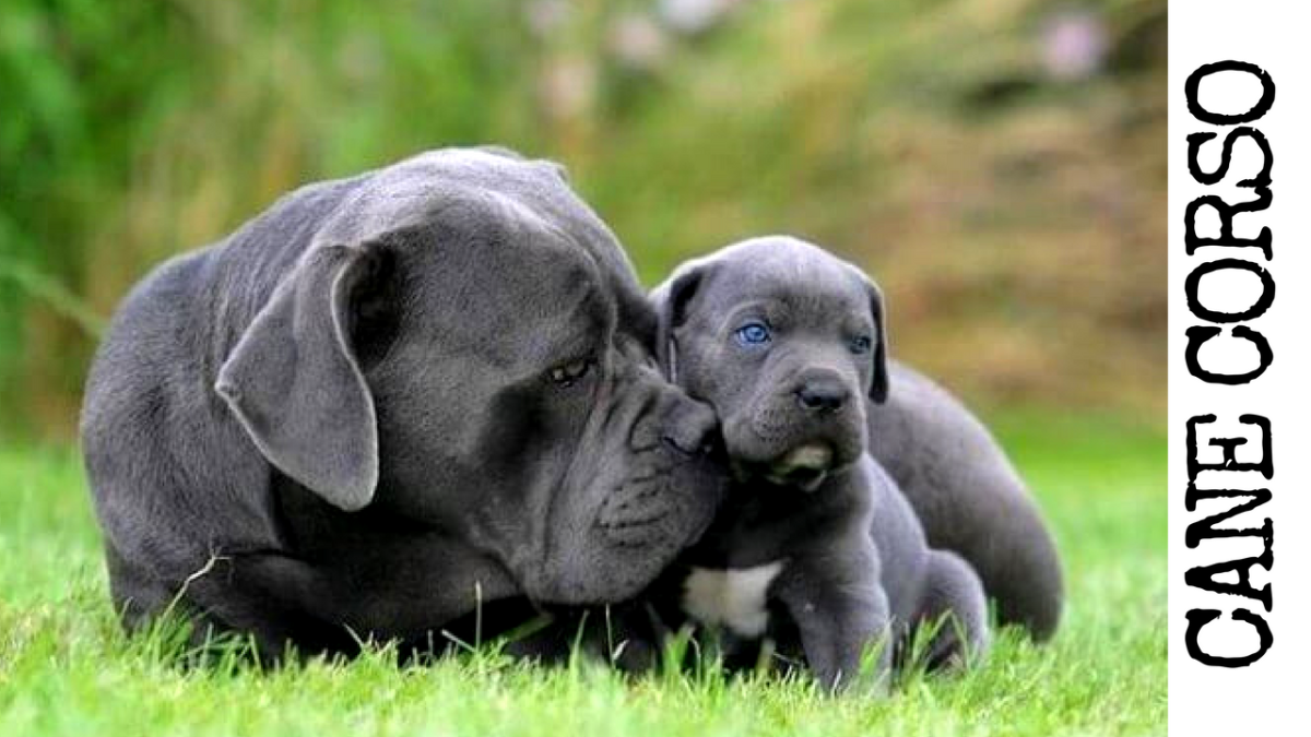 Cane Corso Baby