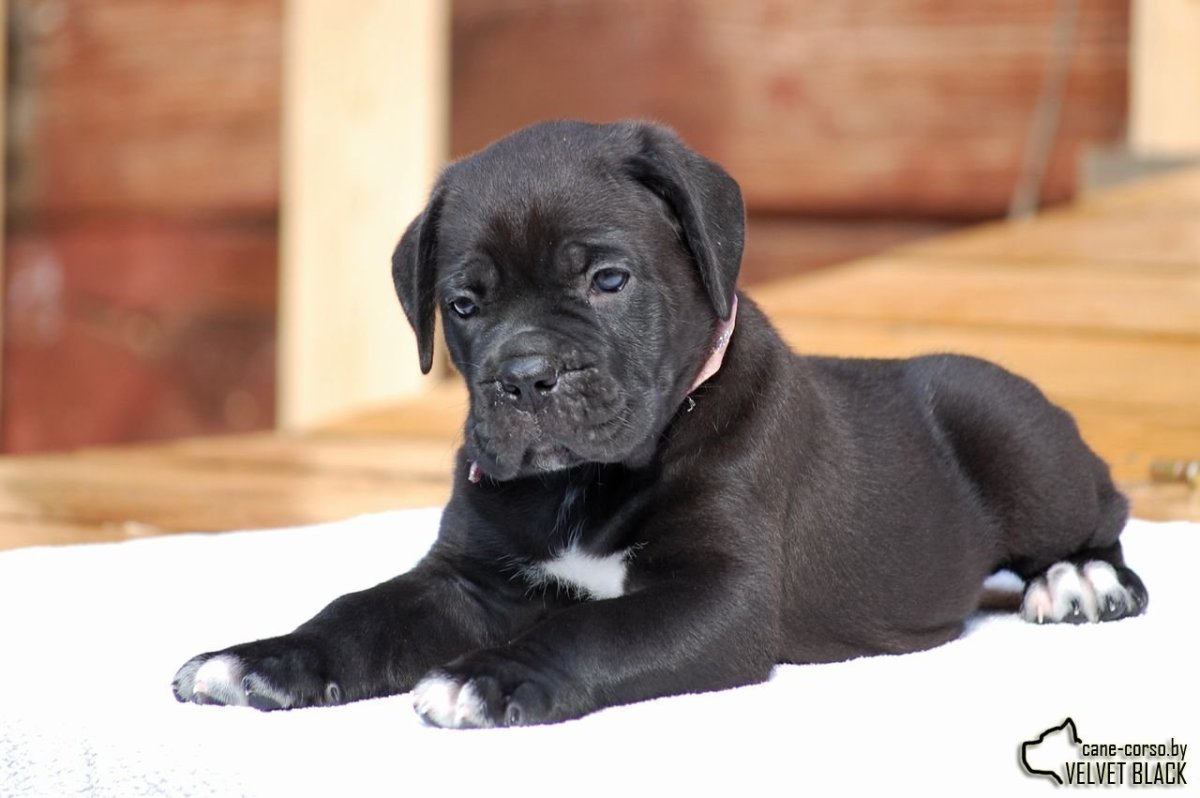 2 Кане Корсо