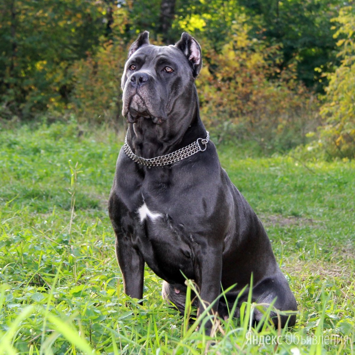 Канэкорсэ собака расцветки