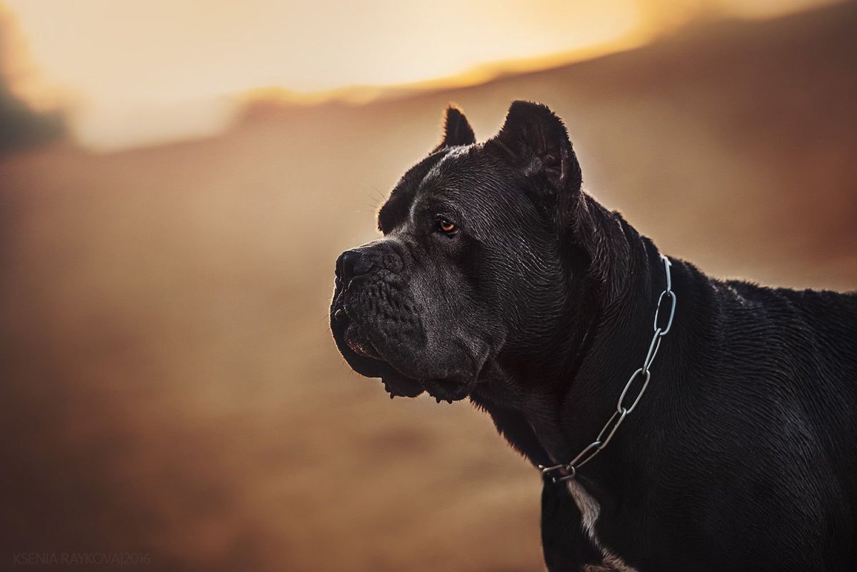 Кане Корсо Эстетика