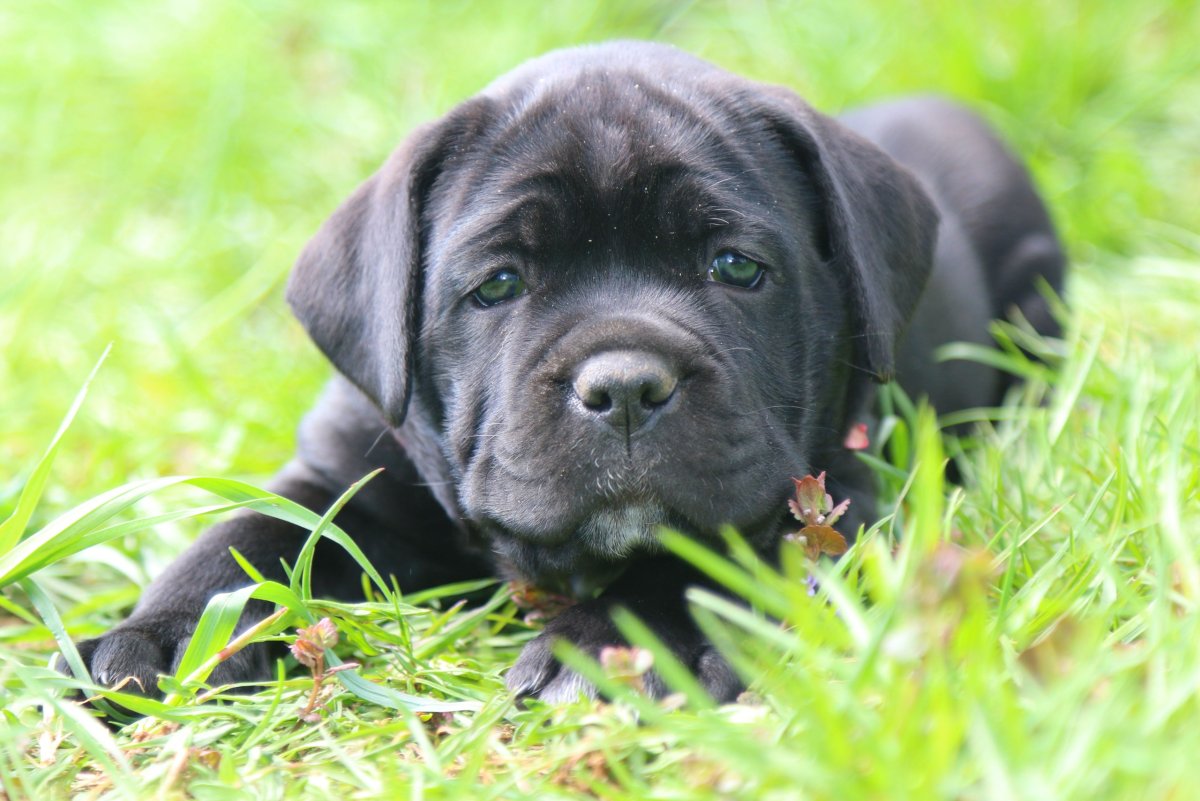 Cane Corso щенки