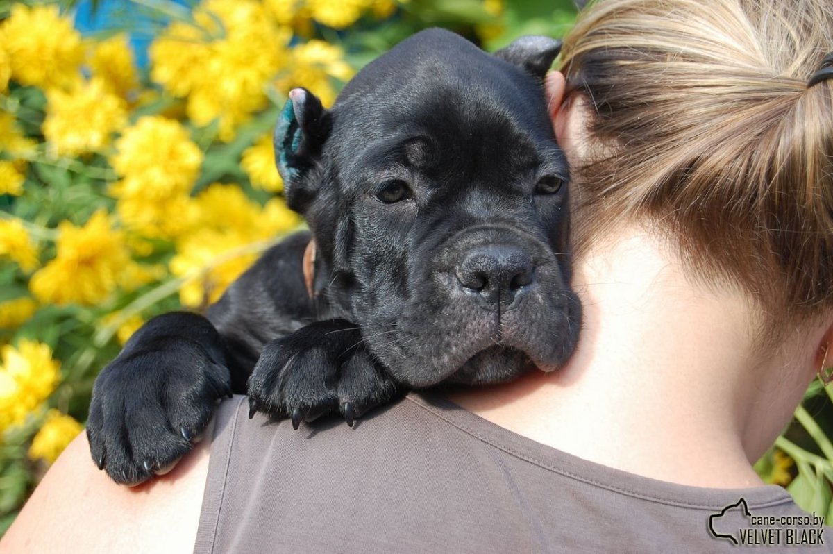 Кане Корсо дети