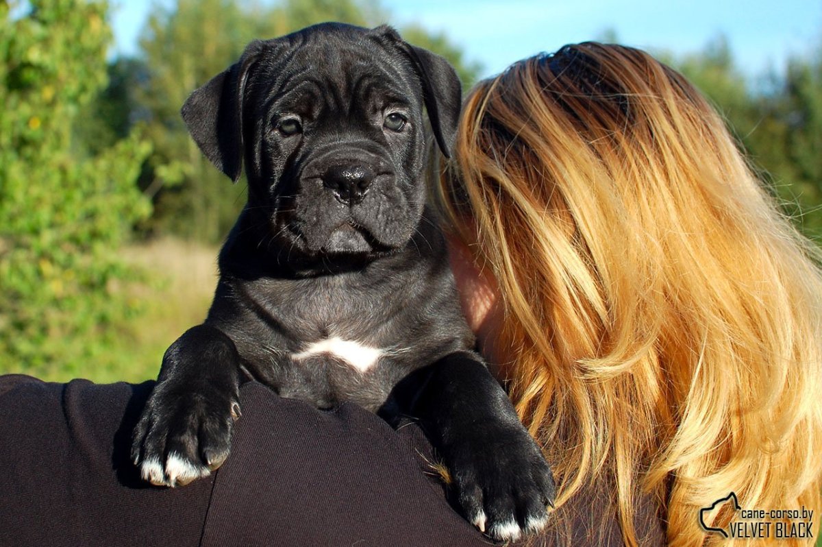 Кане Корсо собака светлая