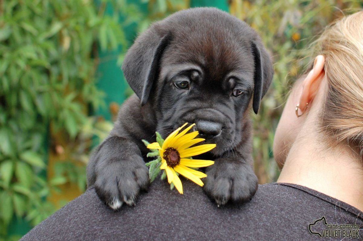 Кане Корсо смешные щенки