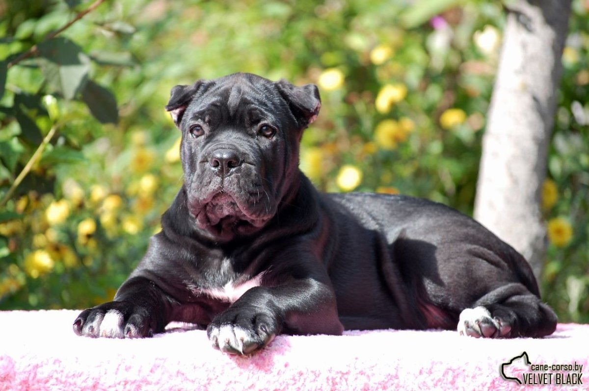 Итальянская собака Кане Корсо