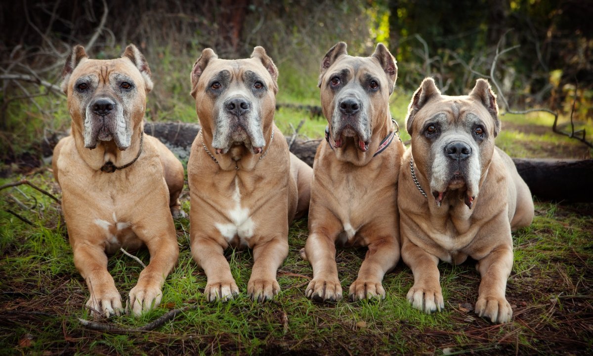 Кони костра собака