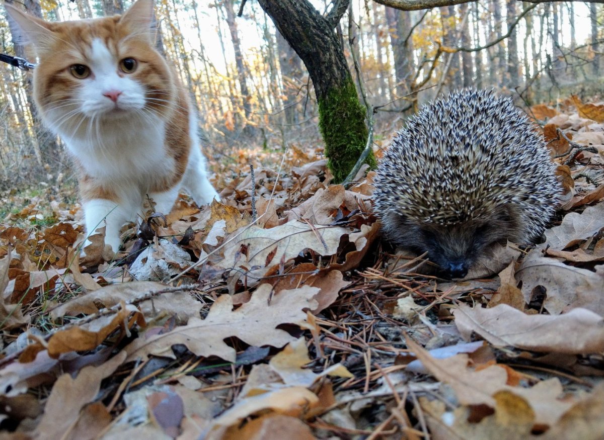 Осенний кот и еж