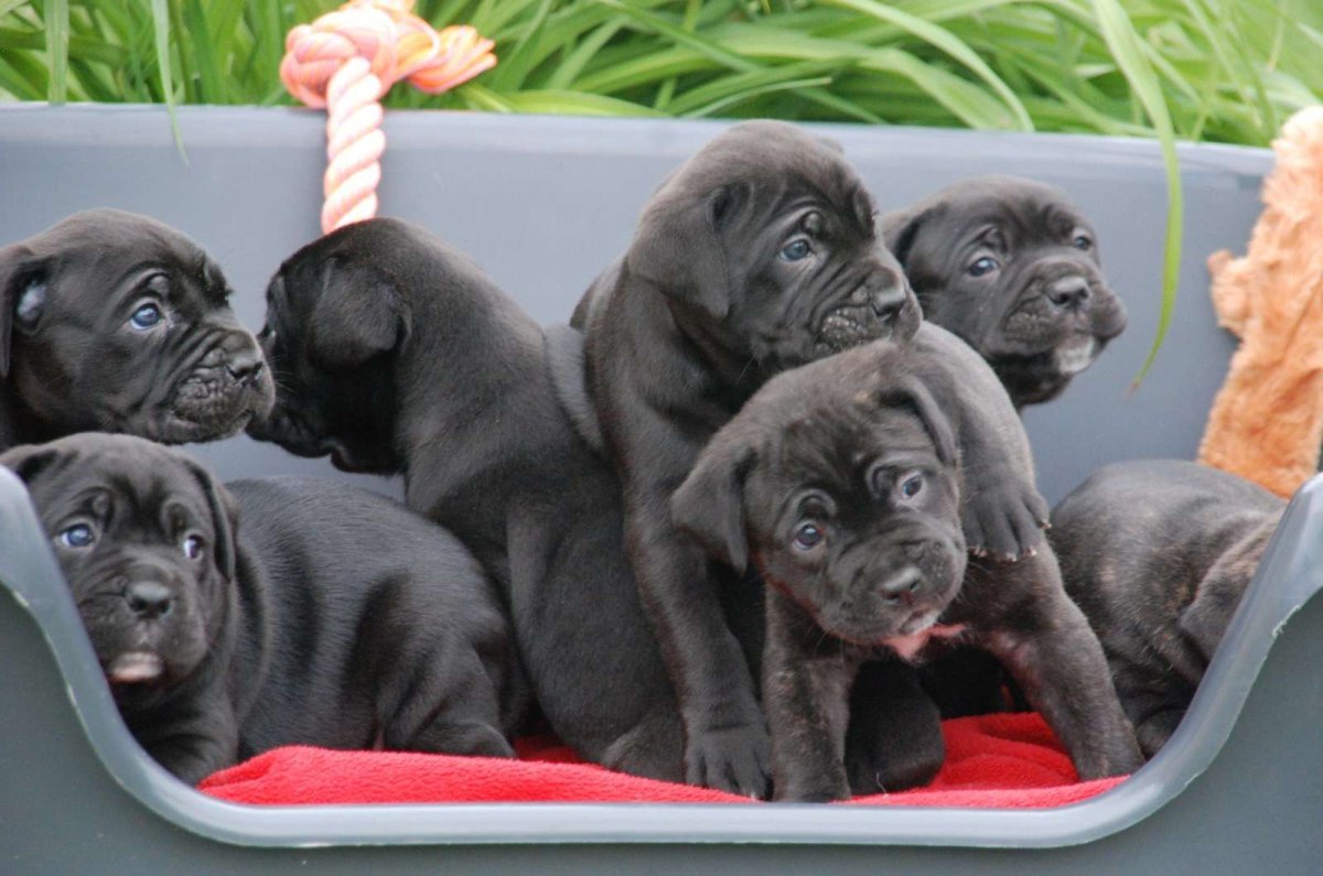 Щенки итальянского Кане Корсо