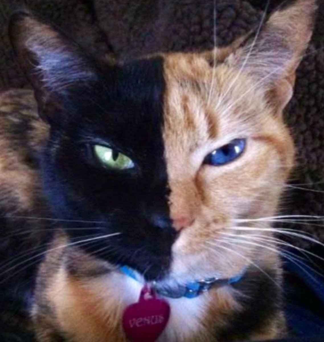 Кошка Венера Химера мутагенез