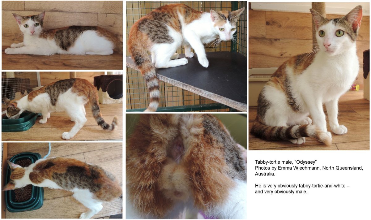 Химеризм у кошек