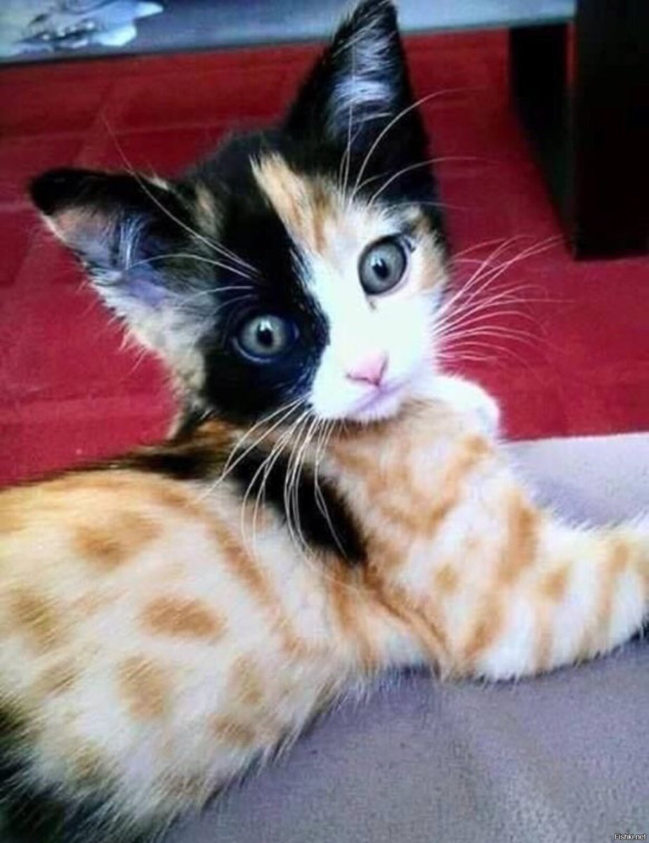 Двуликая кошка Венера