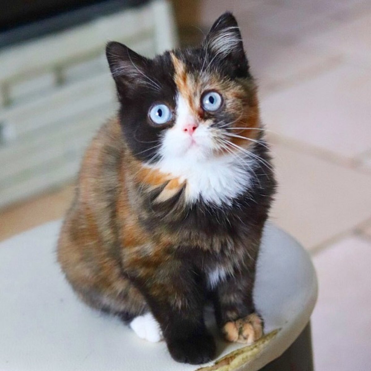 Котёнок сущевство