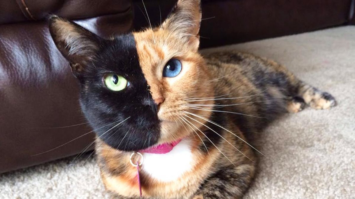 Черепаховый биколор британец