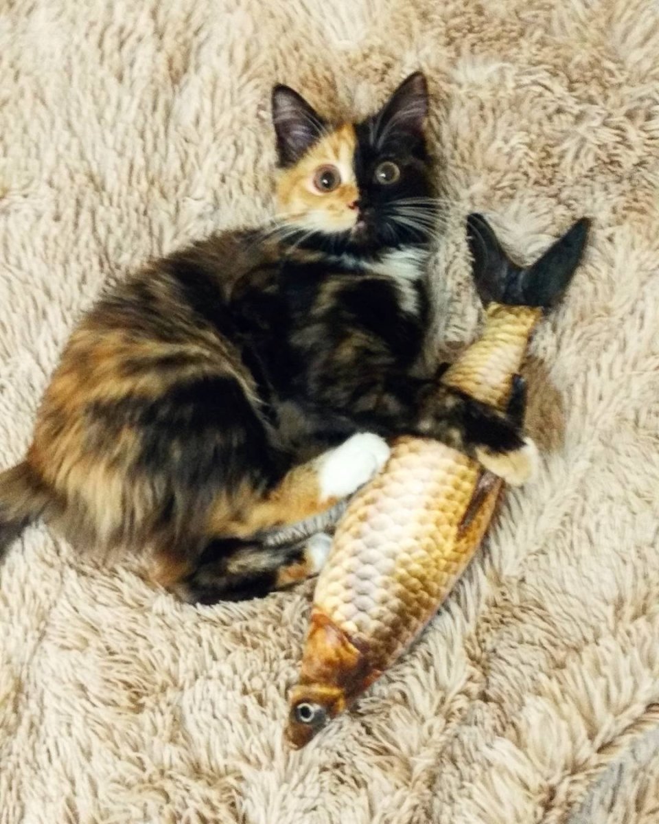 Химеризм у кошек