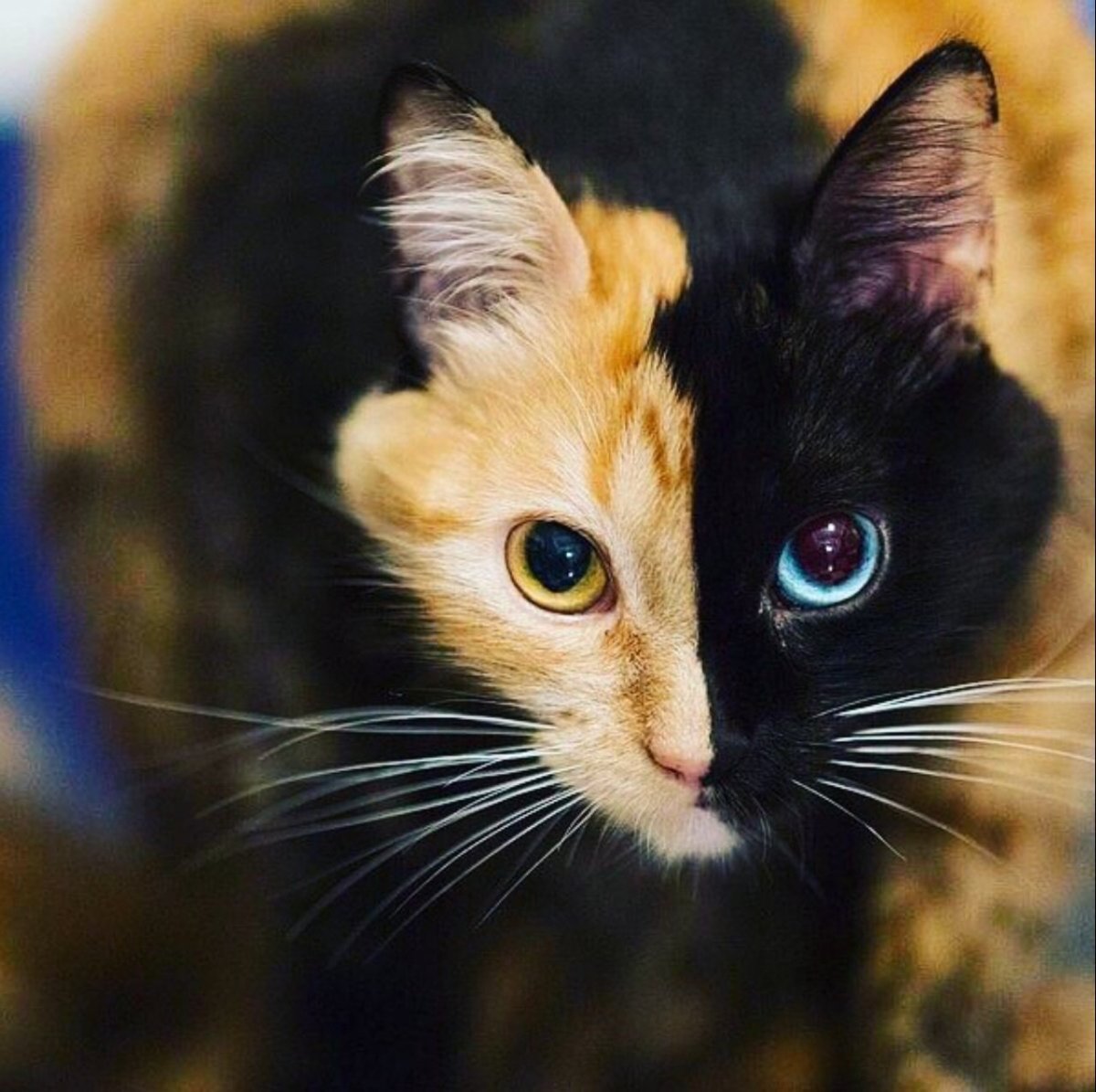 Персидский Химера кошка