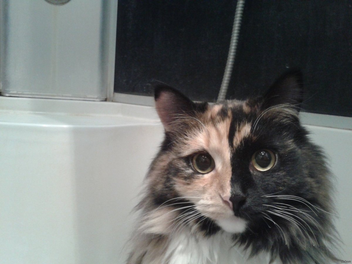 Кот с пятнами