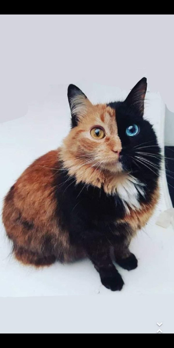 Двуликая кошка Венера