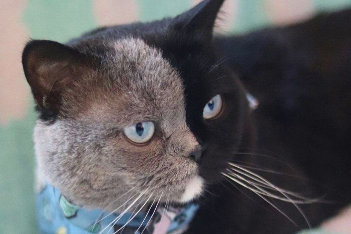 Химеризм у собак