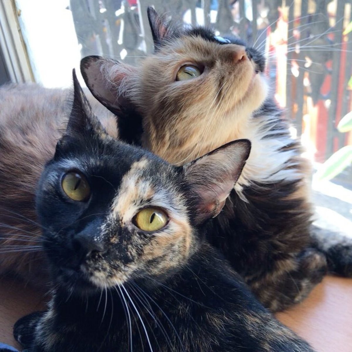 Кошка Венус