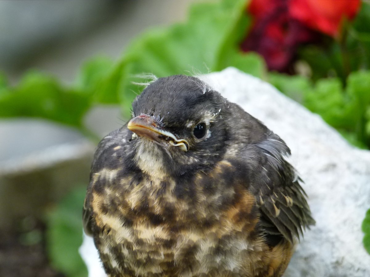 Гнездо дрозда рябинника