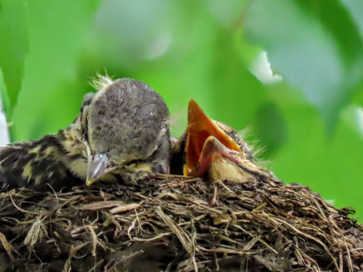 Сибирский Дрозд слеток