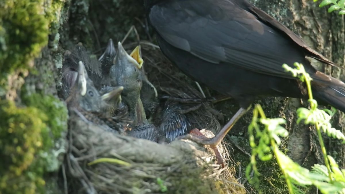 Птенец дрозда вылупившийся