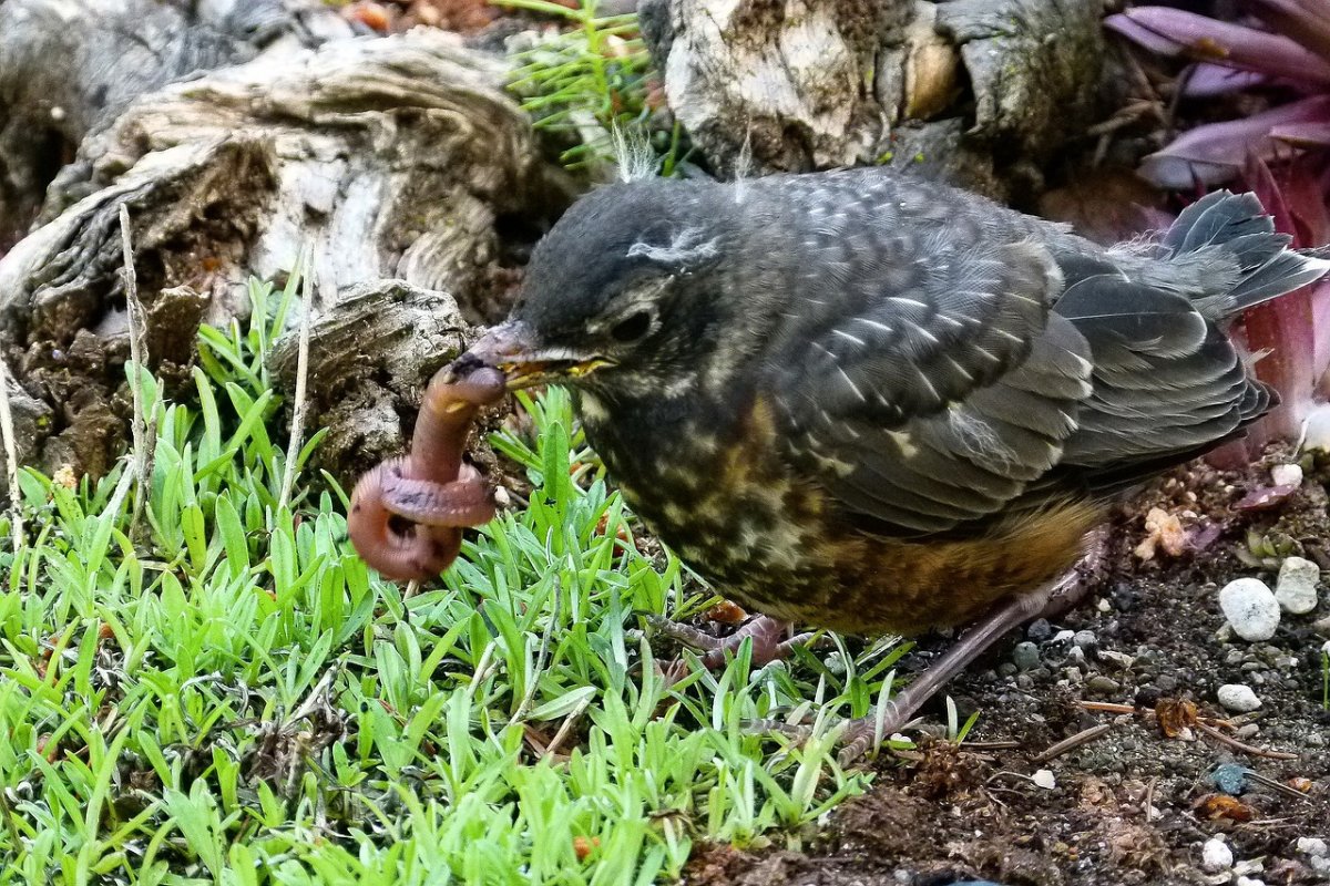 Как Дрозды кормят ночью детей