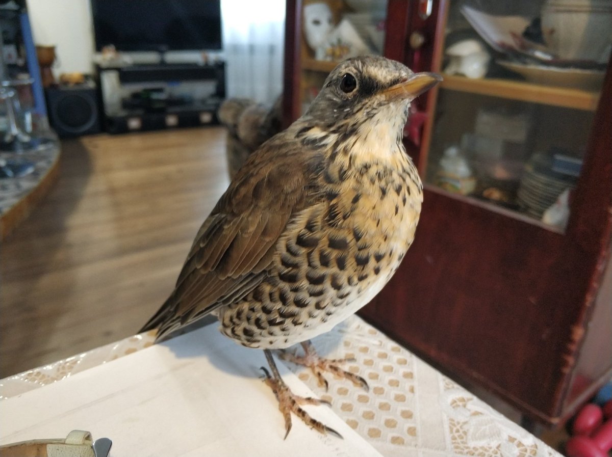 Сизый Дрозд птенец